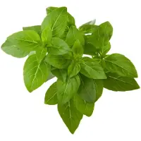 Click and Grow - Smart Garden Refill 3-pack - Dwarf Basil (SGR21X3)