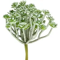 Viana Vetplant Echeveria 17cm Grijs 3 st, 3 Stück