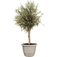 Elho Amiga Rond 55 - Grote Bloempot voor Binnen & Buiten - 100% Gerecycled Plastic - Ø 55 x H 41.3 cm - Paddenstoel beige