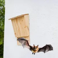 Northix Houten nestkasten voor vleermuizen, verpakking van 2 stuks, voor natuurbescherming