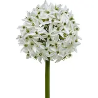 Viana Sierbloem Allium, kunstbal prei, sierui wit Ø20cm L72cm