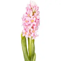 Viana Hyacint Real-Touch Roze 40cm
