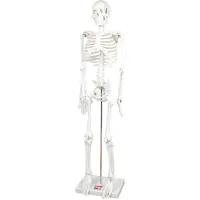 TickiT educatief skelet half-schaal model speelgoed anatomie.