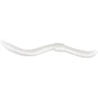 Spro Dendrobena 60 Garlic - Kleur : Pearl White