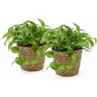 Van der leeden VD Leeden Planten of bloemen mand - 2x - rond - zeegras gevlochten - D25 x H22 cm - plantenmand - bloempot - bloemenmand
