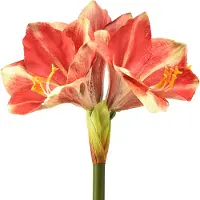 Viana Kunstamaryllis roze en crème – bloem met grote stengel 76 cm