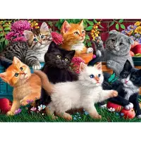 AnaTolian Anatolische kittens in actie, 260 stuks, Kunst, 12 jaar