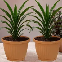 Halay Kemer Bloempot - Plantenbak - Terracotta - Duurzaam en UV-bestendig - Inclusief waterschaal - Winterhard