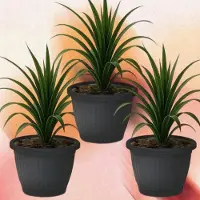 Halay Kemer Bloempot Set van 3 - Plantenbakken - Tuinaccessoires - Antraciet - UV-bestendig - Winterhard - Duurzaam
