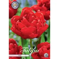 Sam van Schooten Abba Dubbel Tulpenbollen 10 stuks Bolmaat 12+