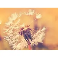 Living Walls Fotobehang Dandelion1 DD118594 Designwalls | Fotobehang
