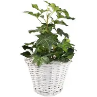 KOTARBAU Plantenmand, Gevlochten Wilg, ⌀ 23 cm, Wit, Rieten Mand Rond, met Handvatten, Mand voor Planten, Rieten Bloempot, Gevlochten Plantenmand- Rustiek Design