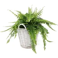 KOTARBAU Plantenmand, Gevlochten Wilg, ⌀ 38 cm, Grijs, Rieten Mand Rond, met Handvatten, Mand voor Planten, Rieten Bloempot, Gevlochten Plantenmand- Rustiek Design