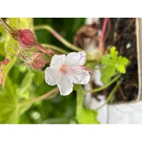 GRDplanten 6 x Geranium macrorrhizum 'Spessart' – Kransvergeet-mij-niet in pot, 9x9 cm