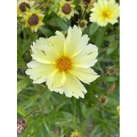 GRDplanten 6x Coreopsis - Coreopsis hybr. 'Full Moon' | 9x9 cm pot