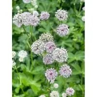 GRDplanten 6 x Astrantia major - Grote sterrenbloem - Pot van 9 x 9 cm