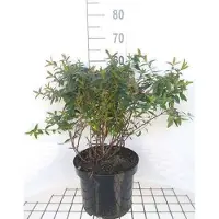 GRDplanten 2 x Hypericum hybr. 'Hidcote' - Herfsthooi, Sint Janskruid 50- 60 cm in pot