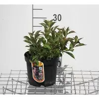 GRDplanten 2 x Weigela flor. 'Pink Poppet' ('plangeni') - Weigela, Weigelia 30- 40 cm in pot