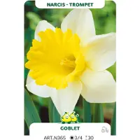 GRDplanten 100 x Narcissus trompet 'Goblet' - Bloembol