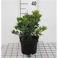 GRDplanten Pieris jap. 'Debutante' - Rotsheide 'Debutante' , Lavendelheide 20- 30 cm in pot