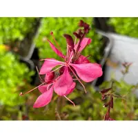 GRDplanten 6x Gaura - Gaura lindh. 'Tutti Frutti'( oenothera lindh.) | 9x9 cm pot