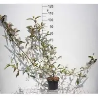 GRDplanten 2 x Viburnum hillieri 'Winton' - Sneeuwbal 40- 50 cm in pot