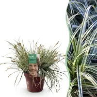Green Boutiq - Siergrassen - Carex oshimensis Everest - Wit en Groen - 1 Plant - Groenblijvend - Winterhard - Pot 17cm Hoogte 50cm