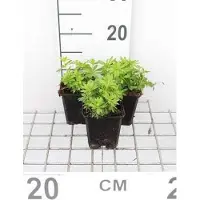 GRDplanten 6x Lieve vrouwe bedstro - Galium odoratum (asperula.od.) | 9x9 cm pot