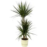 Oasis of Life Dracaena Marginata drakenboom 120cm Ø21cm kamerplant groene plant potpflanze