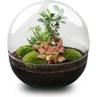 Oasis of Life flessentuin DIY kit Dome XL Ø30cm H30cm terrarium kamerplant It decoratie