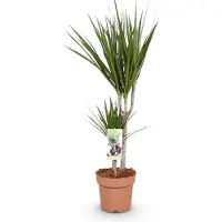 Oasis of Life Dracaena Marginata drakenboom 17cm 70-80cm makkelijk te verzorgen kamerplant