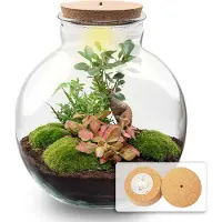 Oasis of Life flessentuin terrarium Bolder Bob Bonsai DIY kit + LED Mini-Dschungel kamerplant