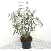 GRDplanten 2 x Buddleja dav. 'Reve de Papillon Blue' - Vlinderstruik 40- 60 cm in pot