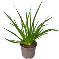 GRDplanten Libertia grandiflora - Schijnlelie In pot 2 liter
