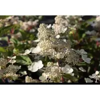 GRDplanten Hydrangea pan. 'Diamantino' - Pluimhortensia 30- 40 cm in pot