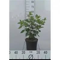 GRDplanten Hydrangea pan. 'Grandiflora' - Pluimhortensia 40- 50 cm in pot