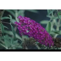 GRDplanten Buddleja dav. 'Nanho Purple' - Vlinderstruik 40- 60 cm in pot