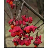 GRDplanten Euonymus europaeus - Kardinaalshoed, Kardinaalsmuts , Wilde Kardinaalsmuts 60- 80 cm in pot