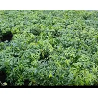 GRDplanten Choisya ternata - Mexicaanse Oranjebloesem , Glansmispel 40- 60 cm in pot