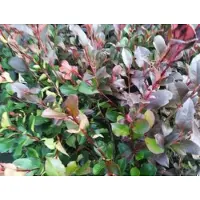 GRDplanten Photinia fras. 'Little Red Robin' - Glansmispel 40- 50 cm in pot