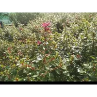 GRDplanten Escallonia hybr. 'Red Dream' - Escallonia 20- 25 cm in pot