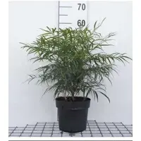 GRDplanten Mahonia eur. 'Soft Caress' - Mahoniestruik, Hulstberberis 25- 30 cm in pot