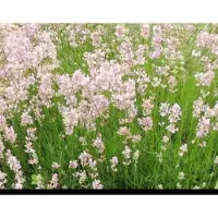 GRDplanten 2 x Lavandula ang. 'Rosea' - Lavendel In pot 1.5 liter