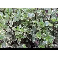 GRDplanten Pittosporum ten. 'Elizabeth' - Australische Laurier 30- 40 cm in pot