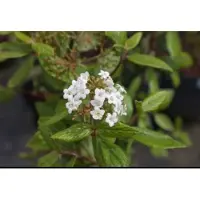 GRDplanten 2 x Viburnum burkwoodii - Sneeuwbal 40- 60 cm in pot