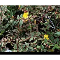 GRDplanten 2 x Hypericum moserianum 'Tricolor' - Herfsthooi, Sint Janskruid 30- 40 cm in pot