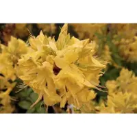 GRDplanten Azalea knaphill - Gele Azalea 60 - 80 cm in C15 pot