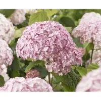 GRDplanten Hydrangea arb. 'Candybelle Bubblegum' - Sneeuwbal Hortensia 50- 60 cm in pot