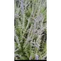 GRDplanten Perovskia atripl. 'Blue Spire' - Blauwspirea, Russische Salie 50- 60 cm in pot