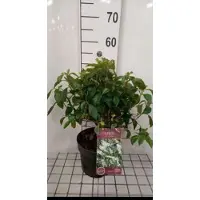 GRDplanten 2 x Clethra aln. 'Hummingbird' - Schijnsels 40- 60 cm in pot